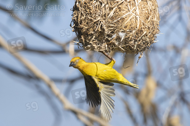 Cape Weaver