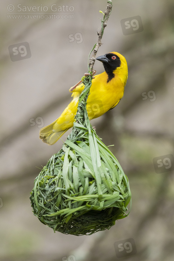 Southern Masked Weaver, adult male building its nest