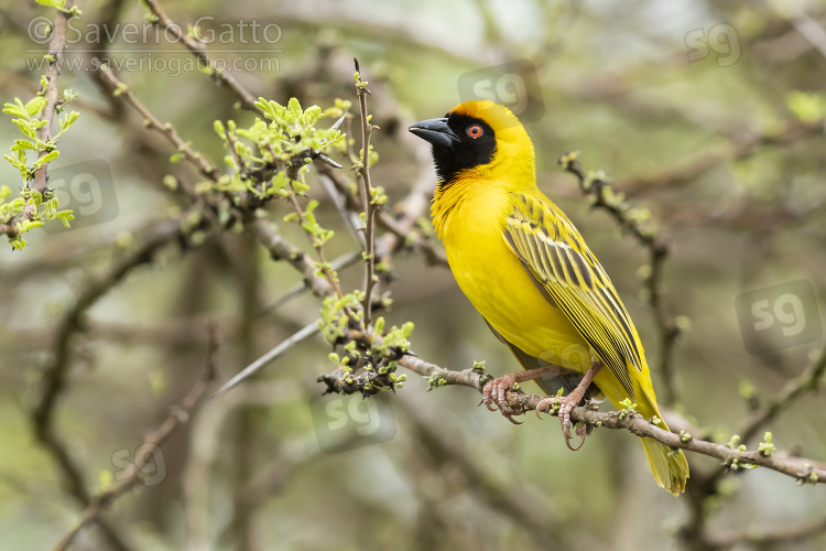 Southern Masked Weaver, adult male perched on a branch