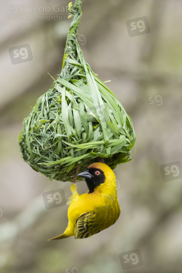Tessitore velato, maschio adulto intento a costruire il nido