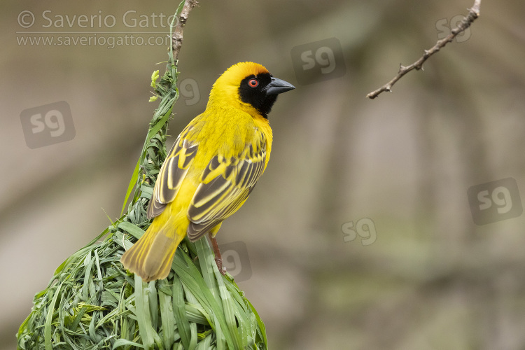 Southern Masked Weaver, adult male perched on its nest