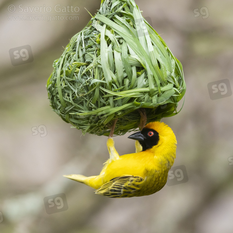 Tessitore velato, maschio adulto intento a costruire il nido