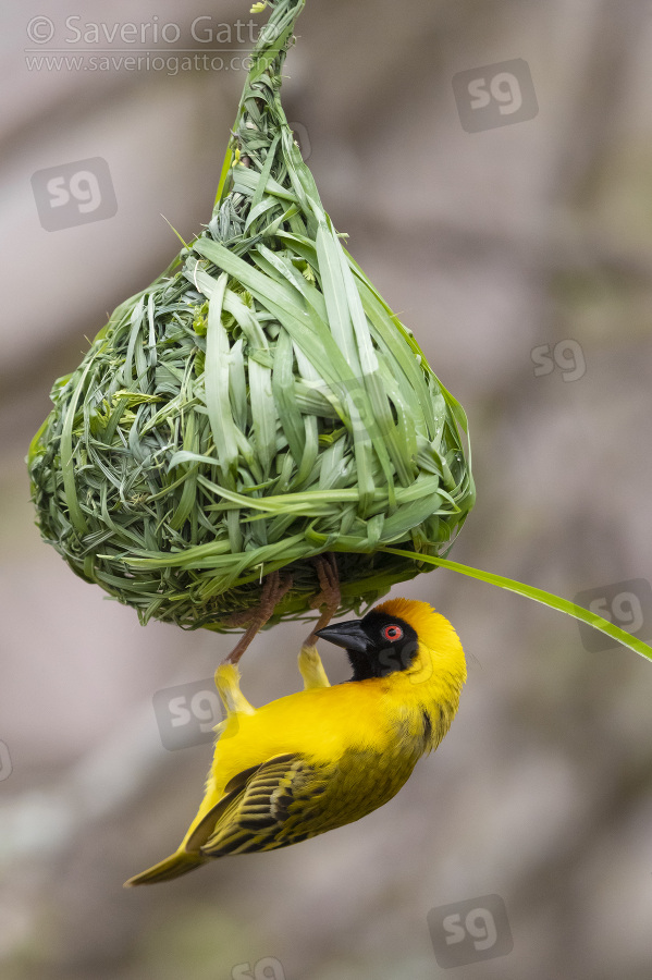 Southern Masked Weaver