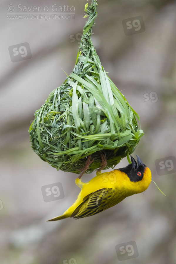 Southern Masked Weaver, adult male building its nest