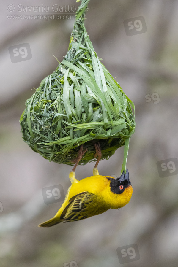 Southern Masked Weaver