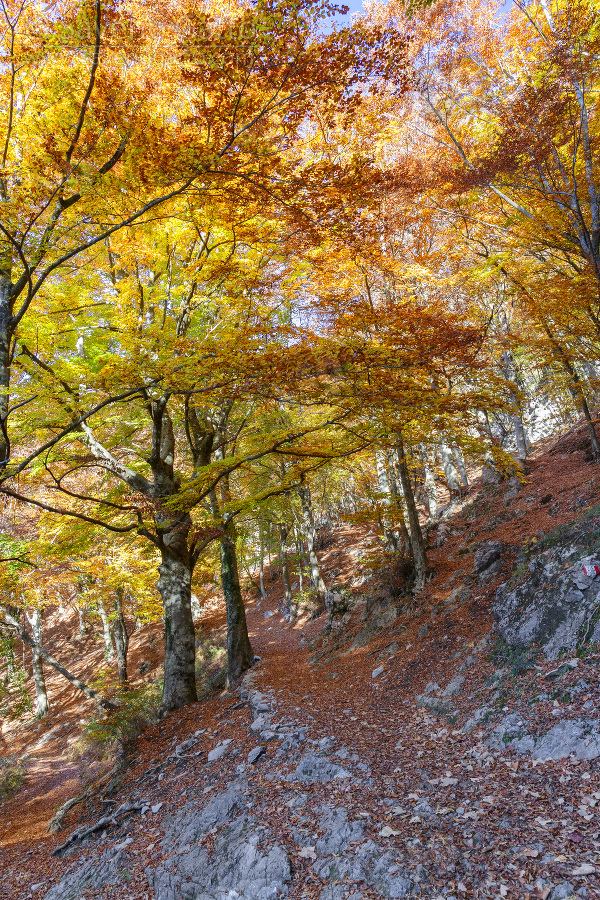 Faggi in autunno, bosco con foglie autunnali