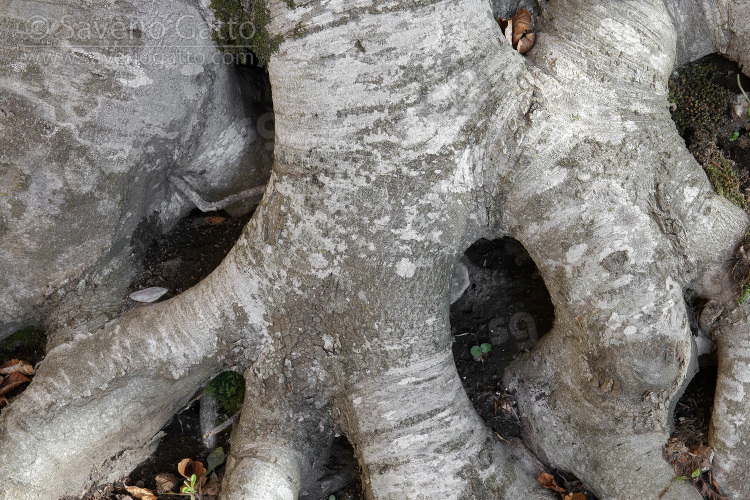 European Beeches, close-up of the upper part of the roots