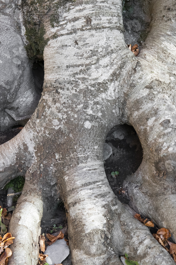 European Beeches, close-up of the upper part of the roots