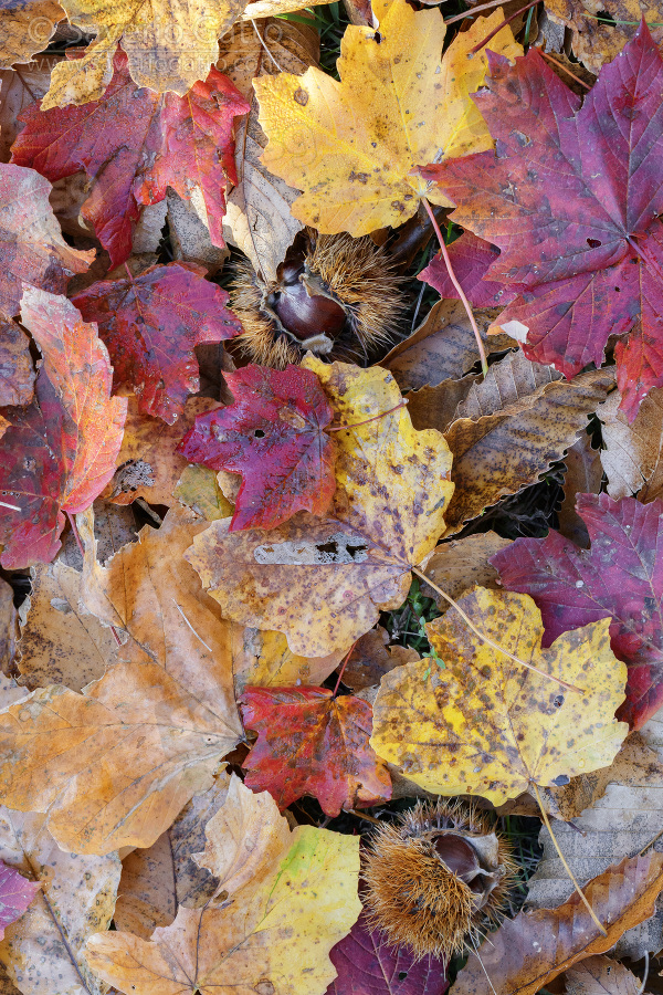 Foglie autunnali, pattern di foglie sul terreno