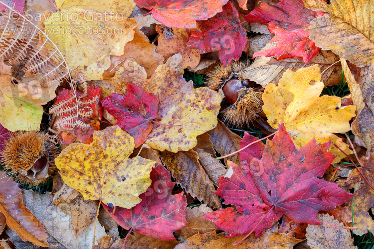 Autumn leaves, close up of autumn leaves on the ground