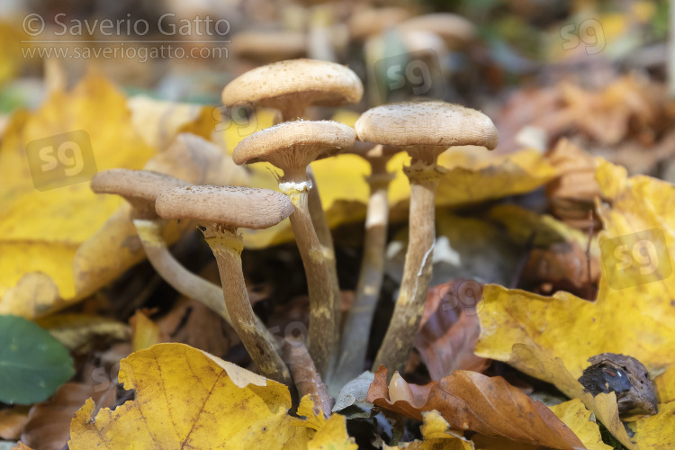 Chiodini, funghi tra le foglie autunnali