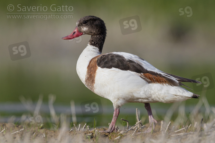 Common Shelduck, side view of a second cy juvenile standing on the ground