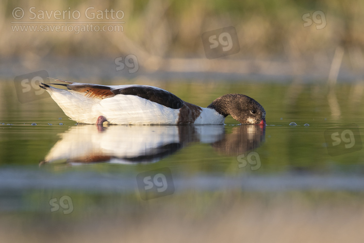 Common Shelduck, side view of a second cy juvenile swimming in the water