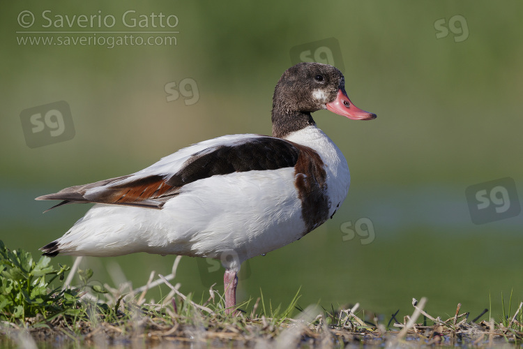 Common Shelduck, side view of a second cy juvenile standing on the ground