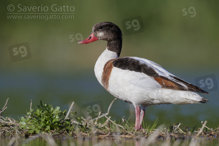 Common Shelduck, side view of a second cy juvenile standing on the ground