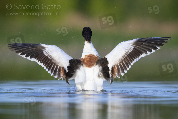 Common Shelduck, second cy juvenile flapping its wings