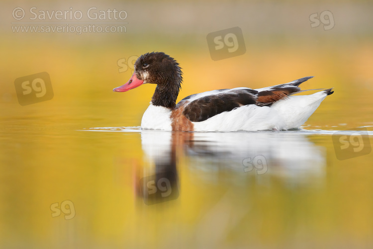 Common Shelduck, side view of a second cy juvenile swimming in the water
