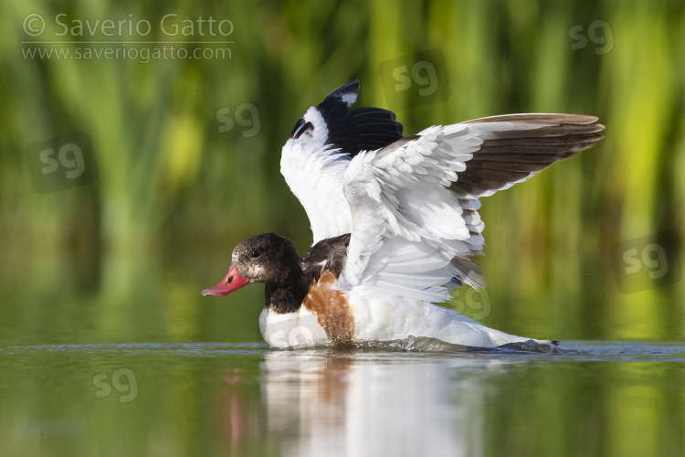 Common Shelduck, second cy juvenile landing in the water