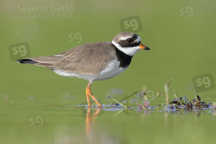 Ringed Plover, side view of an adult standing in the water