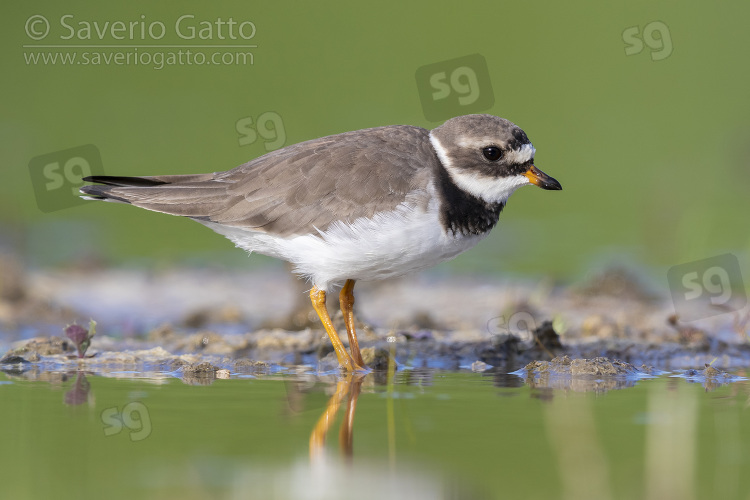 Ringed Plover, side view of an adult standing in the water