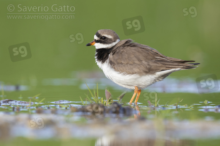 Ringed Plover, side view of an adult standing in the water