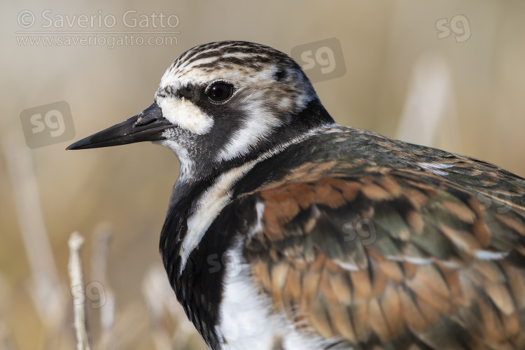 Ruddy Turnstone, adult female close-up