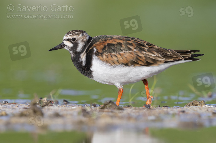 Ruddy Turnstone, side view of an adult female standing in the water