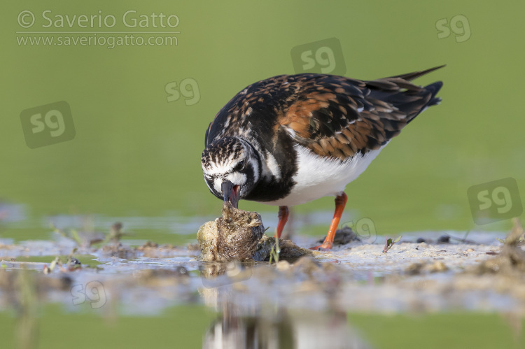 Ruddy Turnstone, looking for food in a pond