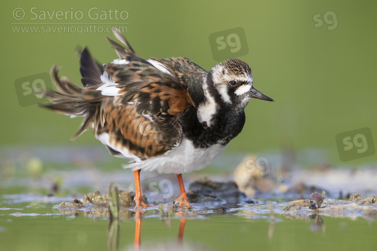 Ruddy Turnstone, adult female shaking its plumage