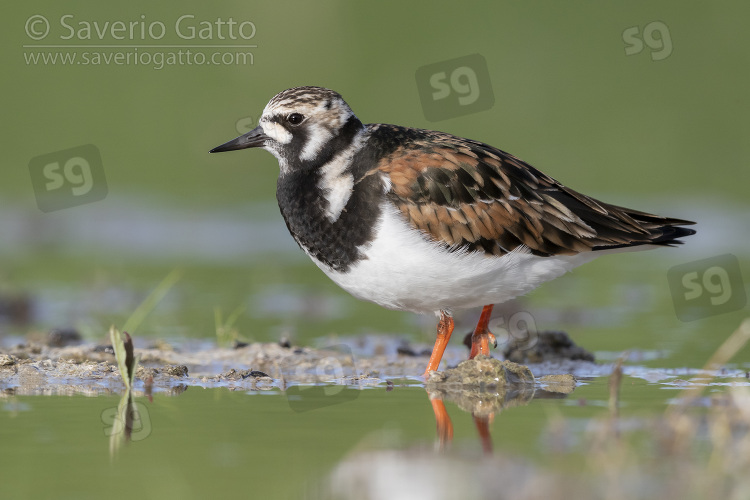 Ruddy Turnstone, side view of an adult female standing in the water