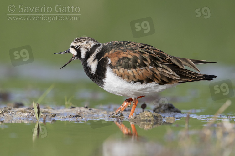 Ruddy Turnstone