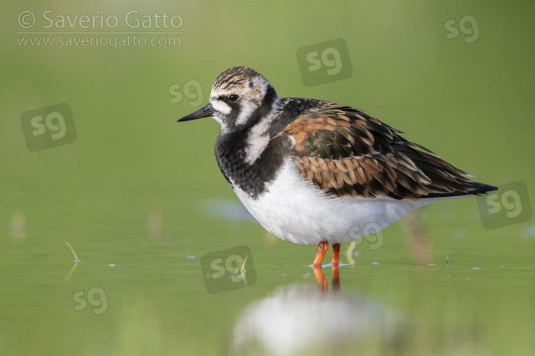 Ruddy Turnstone, side view of an adult female standing in the water