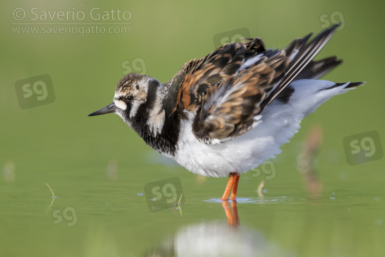 Ruddy Turnstone, adult female shaking its plumage