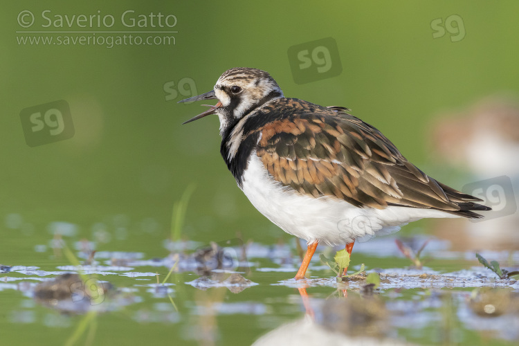 Ruddy Turnstone, side view of an adult female standing in the water