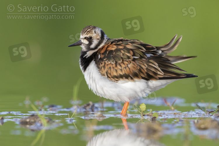 Ruddy Turnstone