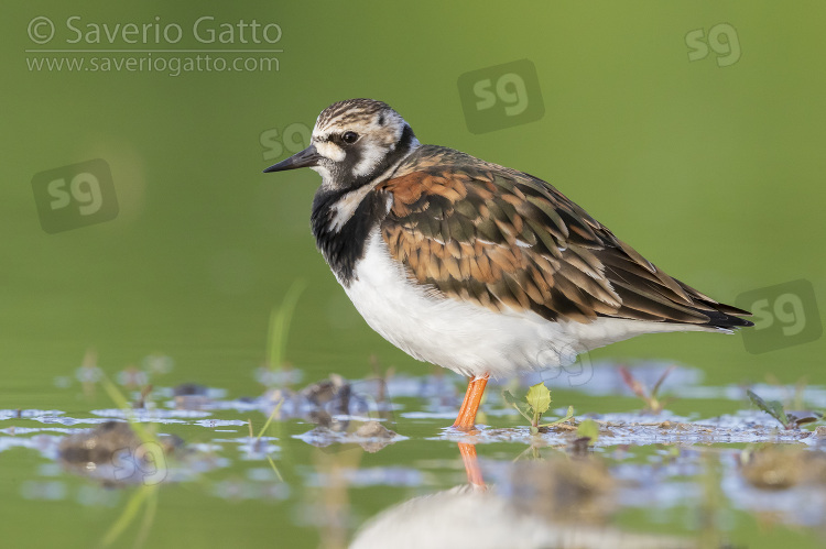 Ruddy Turnstone, side view of an adult female standing in the water