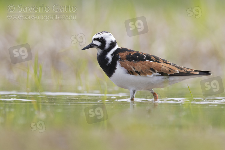 Ruddy Turnstone