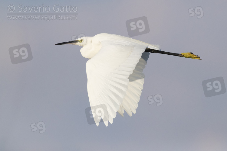 Little Egret, side view of an adult in flight