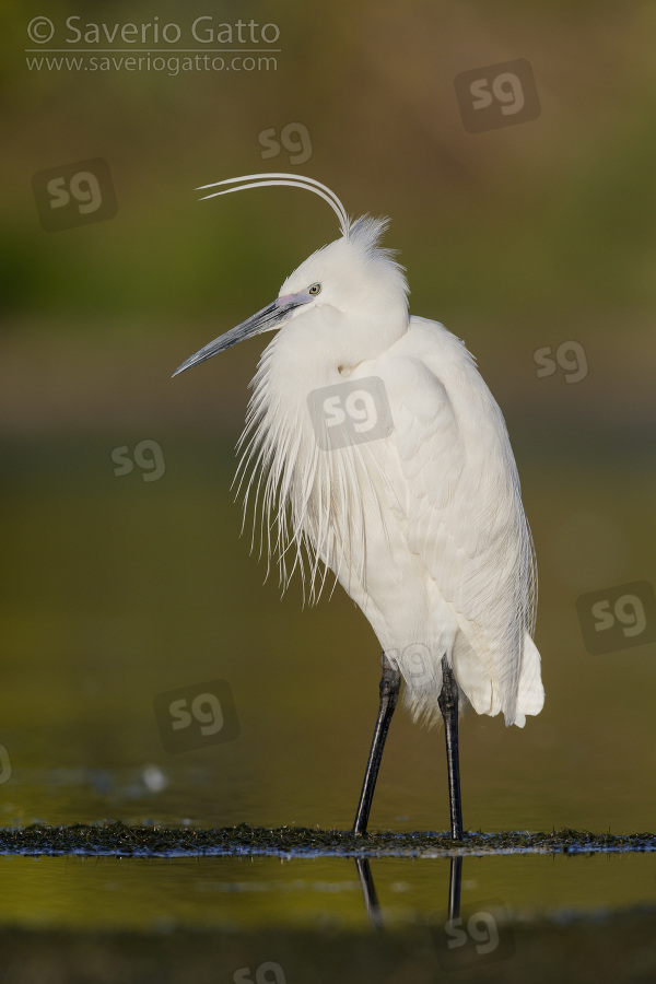 Little Egret, adult in breeding plumage standing in a marsh