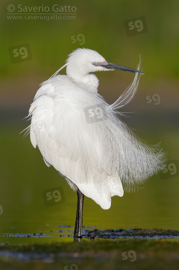 Little Egret, adult in full breeding plumage preening