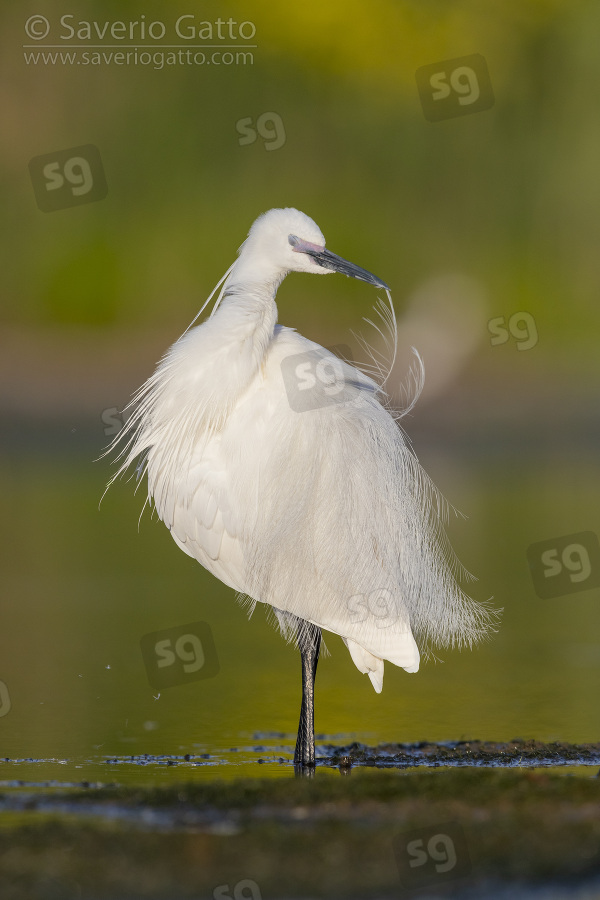 Little Egret, adult in full breeding plumage preening