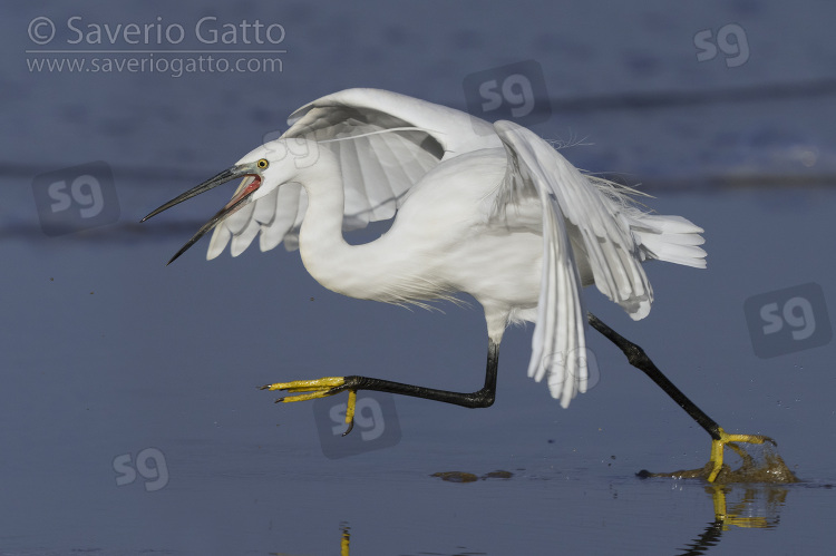 Little Egret, side view of an adult running on the shore