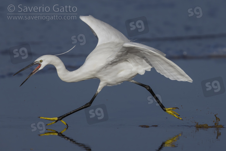 Little Egret, side view of an adult running on the shore