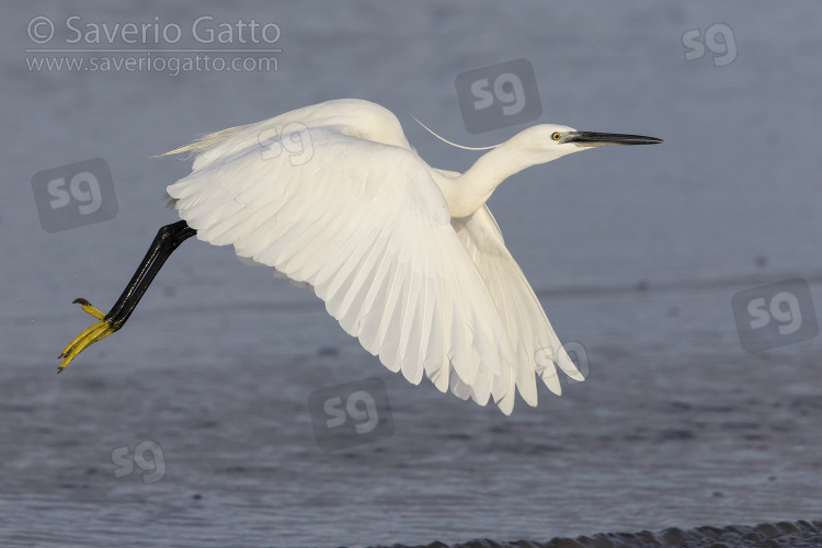 Garzetta, adulto in volo visto di lato