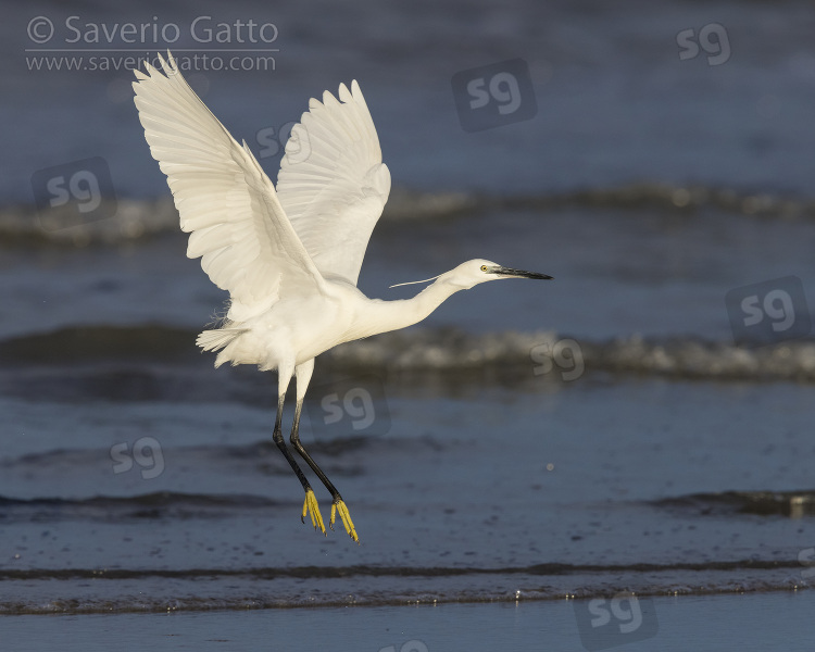 Little Egret, side view of an adult in flight