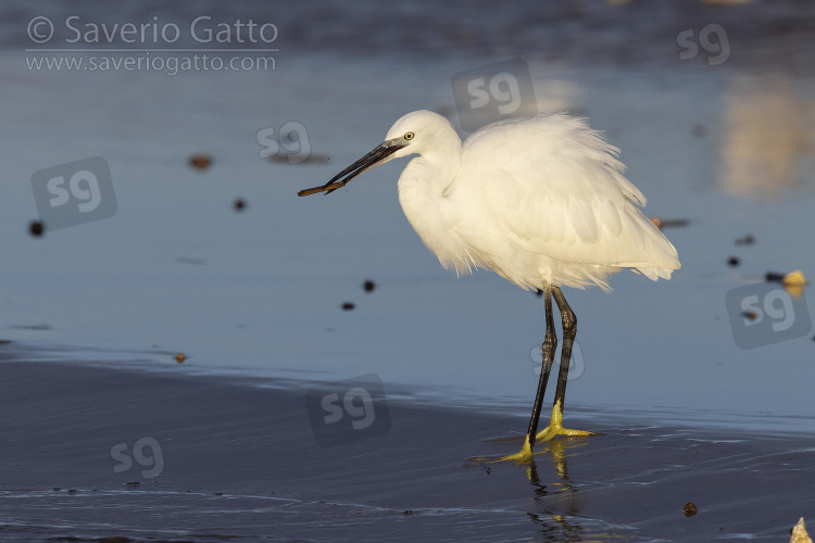 Little Egret, side view of an adult standing on the shore