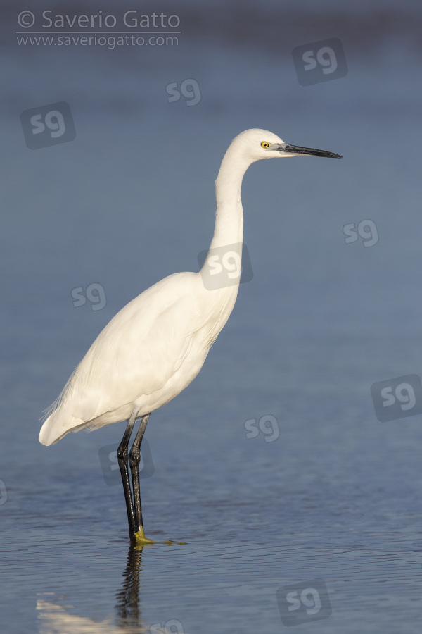 Little Egret