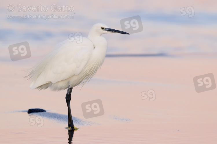 Little Egret, side view of an adult standing on the shore