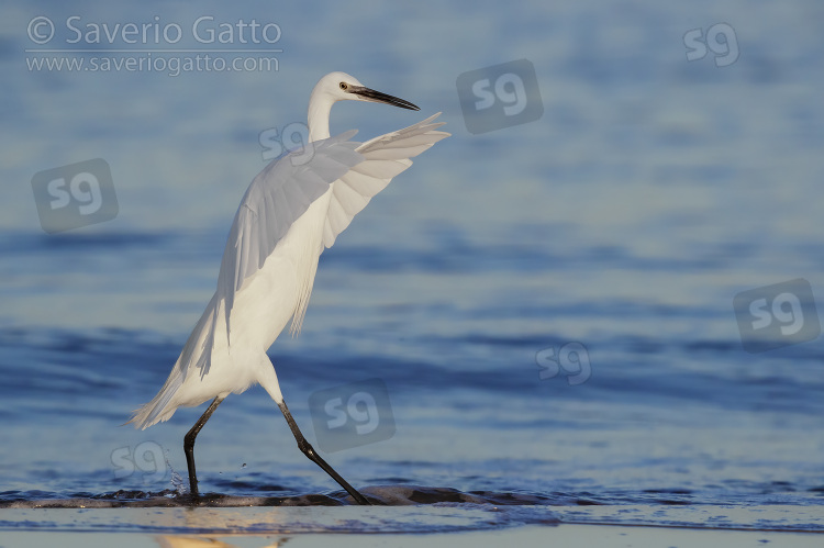 Little Egret