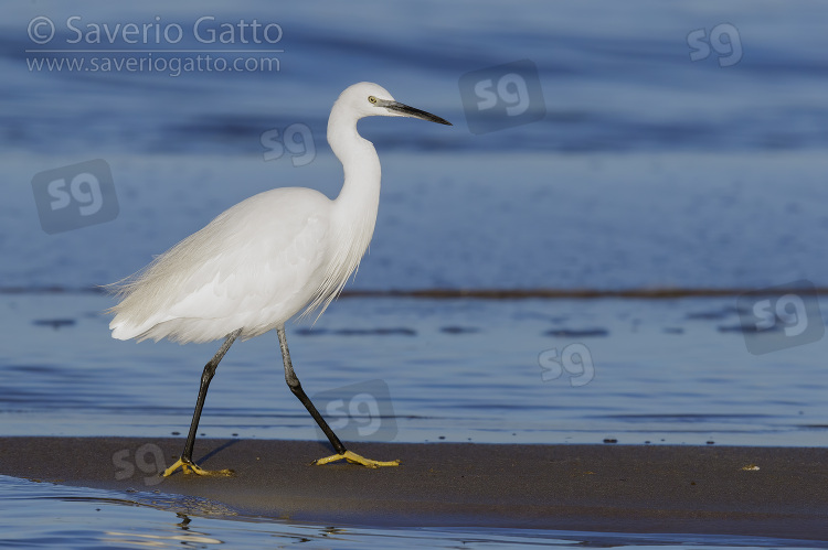 Little Egret, side view of an adult walking on the shore